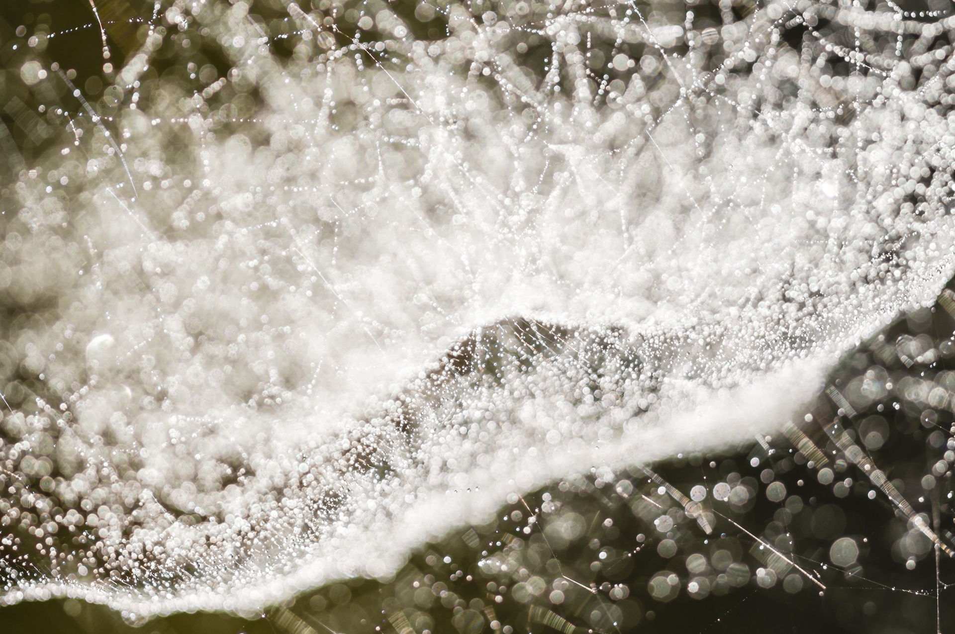 Dew Drops On Spiderweb I